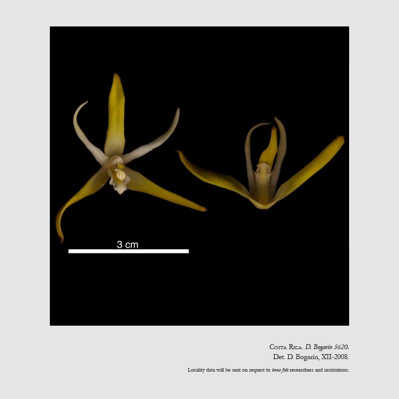 Maxillaria ringens